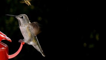 Ini 5 Hewan Terkecil di Dunia, Ada Burung Kolibri