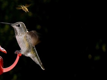 Ini 5 Hewan Terkecil di Dunia, Ada Burung Kolibri