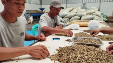 Perdana, Kopi Subang Ditukar dengan Kurma Mesir Melalui Ekspor Skema Imbal Dagang