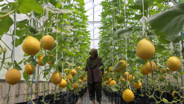 Green House Suara Hijau Farming di Jakarta Dikelola Untuk Pemberdayaan Perempuan Pemulung