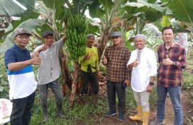 DPTPH Kaltim Sokong Pengembangan Pisang Kepok Gerecek dengan Alat Panen Modern