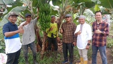 DPTPH Kaltim Sokong Pengembangan Pisang Kepok Gerecek dengan Alat Panen Modern