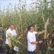 Moeldoko Targetkan Tanam Sorgum Seluas 400 Hektare di Waingapu