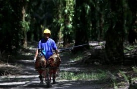 Harga Sawit Sumsel Jelang Lebaran Merosot Hingga Rp116 per Kilogram