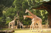 Libur Lebaran, Jumlah Pengunjung Taman Safari Bogor Naik Drastis