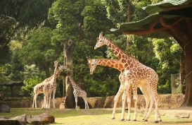 Libur Lebaran, Jumlah Pengunjung Taman Safari Bogor Naik Drastis