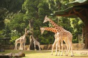 Libur Lebaran 2023, Pengunjung Taman Safari Tembus 30.000 Orang