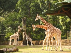 Libur Lebaran 2023, Pengunjung Taman Safari Tembus 30.000 Orang