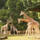 Libur Lebaran 2023, Pengunjung Taman Safari Tembus 30.000 Orang