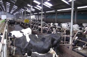 RI Jajaki Peluang Investasi Sapi Perah Asal Belanda