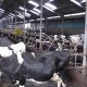 Benahi Industri Susu Dalam Negeri, RI Akan Impor 16 Ribu Sapi Perah dari Belanda
