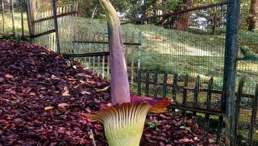 Bunga Bangkai Kembali Mekar di Kebun Raya Cibodas