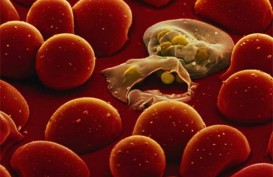 Waspada! Malaria Dapat Menyebabkan Gagal Ginjal Akut