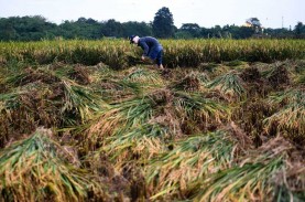 Harga Gabah Kering Giling (GKG) di Tingkat Petani…
