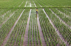 BKF Sebut Ancaman El Nino Bisa Ganggu Stok Pangan