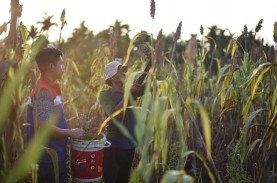 Petani Dumai Kembangkan Sorgum di Lahan Gambut sebagai…