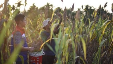 Petani Dumai Kembangkan Sorgum di Lahan Gambut sebagai Alternatif Pangan