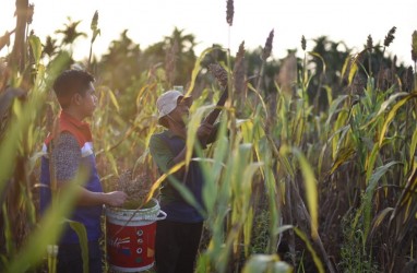 Petani Dumai Kembangkan Sorgum di Lahan Gambut sebagai Alternatif Pangan