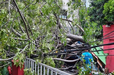 Pengemudi Ojol Meninggal Dunia Akibat Tertimpa Pohon Tumbang di Padang