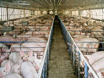 GUPBI Minta Pemerintah RI Serius Tangani Virus Demam Babi Afrika