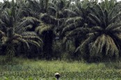 Perusahaan Sawit di Papua Mulai Laksanakan Nol Emisi Karbon