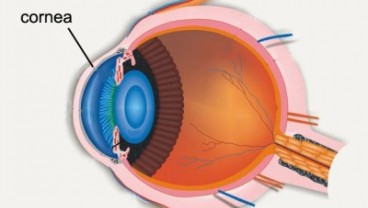 Bunda, Kenali Gejala Retinoblastoma atau Kanker Mata Pada Anak