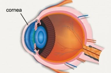 Bunda, Kenali Gejala Retinoblastoma atau Kanker Mata Pada Anak