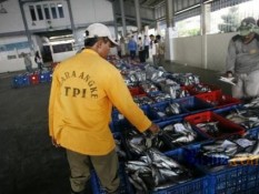 Biaya BBM Memengaruhi Produksi Ikan Tuna Bali