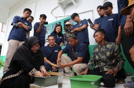 Budi Daya Maggot untuk Pakan Ternak Bisa Hasilkan…