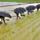 El Nino Ancam Produksi Beras Thailand, Pemerintah Minta Petani Panen Sekali Tahun Ini