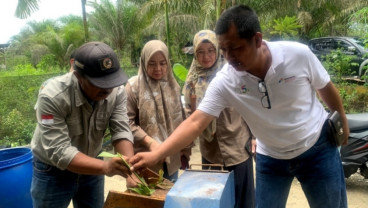 Petani Dumai Olah Limbah Sorgum Menjadi Pakan Ternak Organik