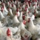 Jaga Pasokan, Singapura Impor Ayam Hidup dari Indonesia