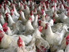 Jaga Pasokan, Singapura Impor Ayam Hidup dari Indonesia