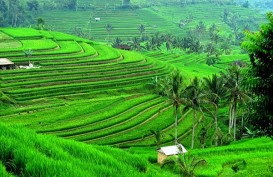 Ketergantungan Bali Dengan Pangan Dari Luar Daerah Sangat Besar