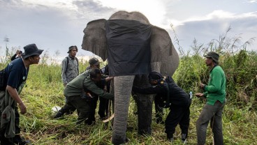 BKSDA Pasang GPS Collar untuk Gajah Sumatra di OKI