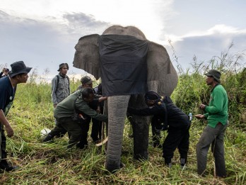 BKSDA Pasang GPS Collar untuk Gajah Sumatra di OKI