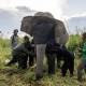 BKSDA Pasang GPS Collar untuk Gajah Sumatra di OKI