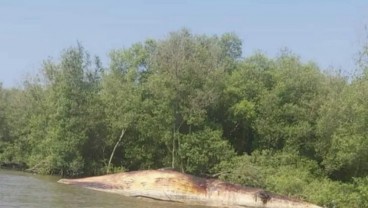 Ikan Paus Balin Mati di Pantai Surabaya, Ini Langkah Pemkot