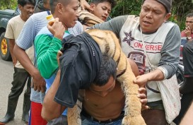 Seekor Harimau Sumatra Mati Akibat Terkena Jerat Babi di Pasaman