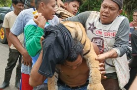 Seekor Harimau Sumatra Mati Akibat Terkena Jerat Babi…