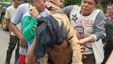 Seekor Harimau Sumatra Mati Akibat Terkena Jerat Babi di Pasaman