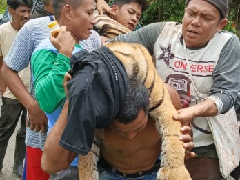 Seekor Harimau Sumatra Mati Akibat Terkena Jerat Babi di Pasaman