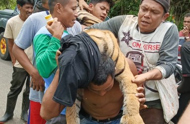 Seekor Harimau Sumatra Mati Akibat Terkena Jerat Babi di Pasaman