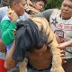 Seekor Harimau Sumatra Mati Akibat Terkena Jerat Babi di Pasaman