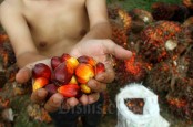 Triputra Agro (TAPG) Naikkan Anggaran Capex Jadi Rp920 Miliar