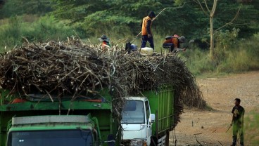 PTPN XII Serap 9.000 Tenaga Kerja pada Musim Tebang Tebu 2023