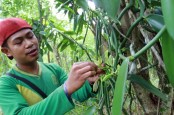 Sektor Perkebunan Jawa Tengah Masih Potensial