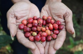 Harga Robusta Pecah Rekor, Ini Langkah Jawa Tengah