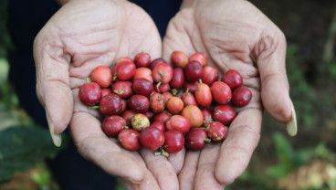 Harga Robusta Pecah Rekor, Ini Langkah Jawa Tengah