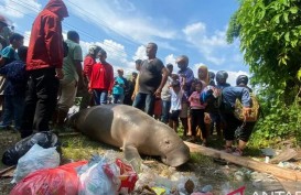 Warga Ambon Kaget, Dugong Berukuran 2 Meter Ditemukan Mati di Pinggir Jalan